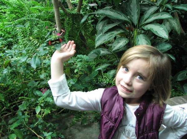 Butterfly Exhibit