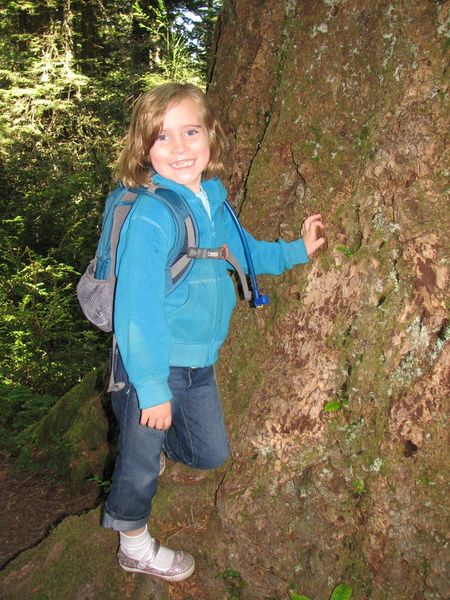 Redwood Forest