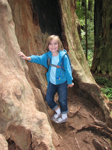 Redwood Forest
