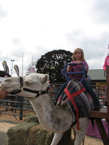 Camel Ride