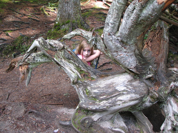 Tree Portrait