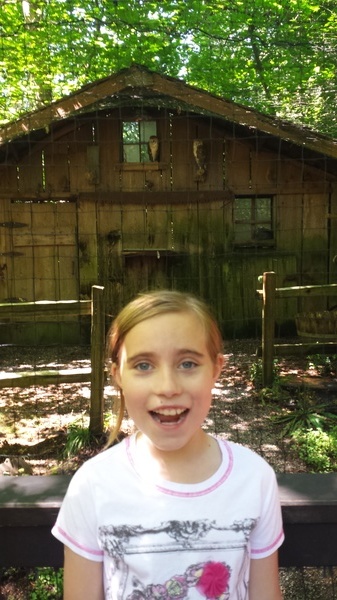 Barn Owl