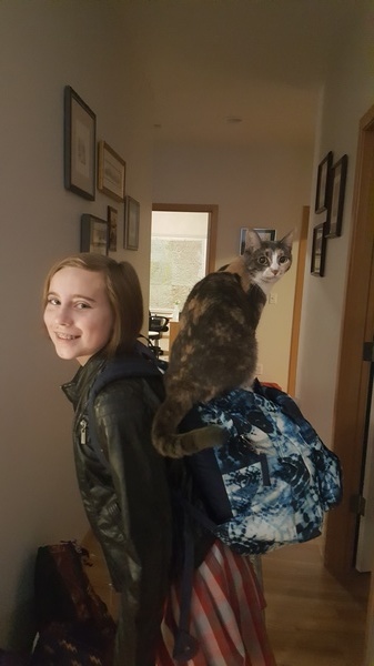 Pack Cat