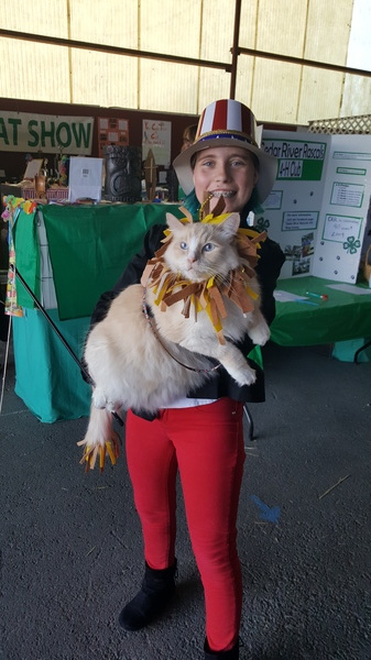 Circus Lion