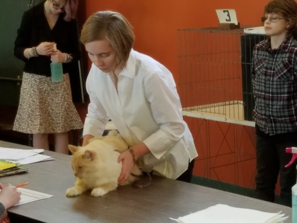 4-H Cat Show