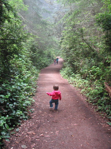 Trail Through the Redwoods