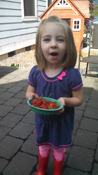 Fresh Strawberries