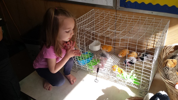 Pet Store