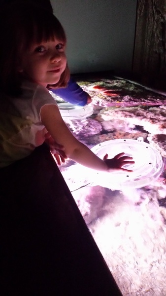 Sea Anemones