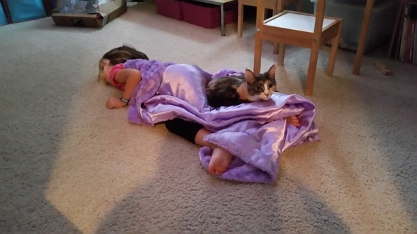Cat Nap