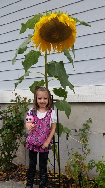 Sunflower