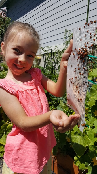 Distributing Ladybugs