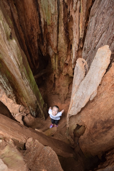 Big Cedar Tree