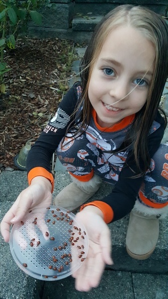 Ladybugs