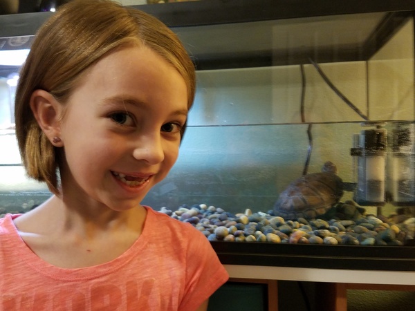 New Turtle