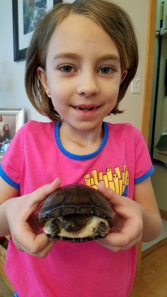 Pet Turtle