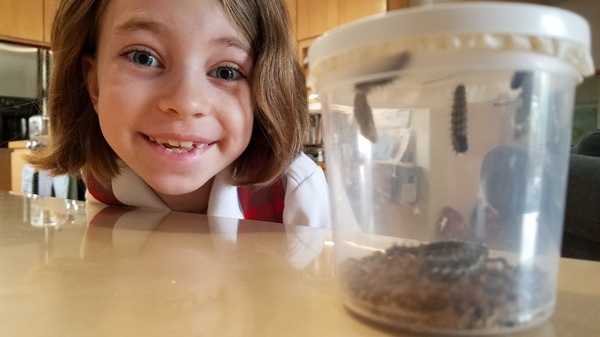 Caterpillars