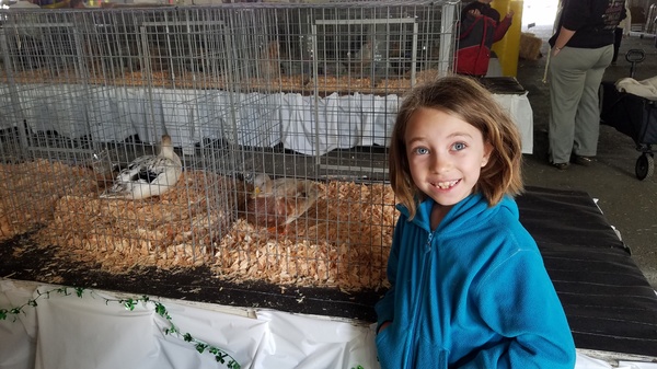 King County Fair Ducks