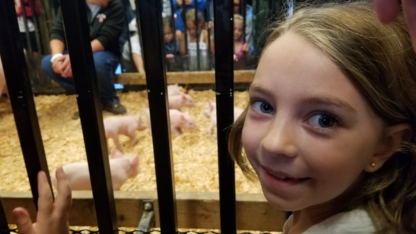 Baby Pigs