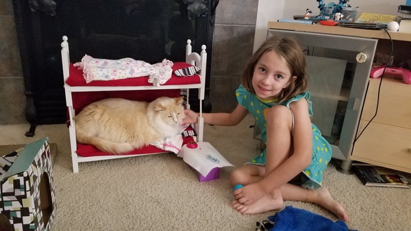 Cat Hotel