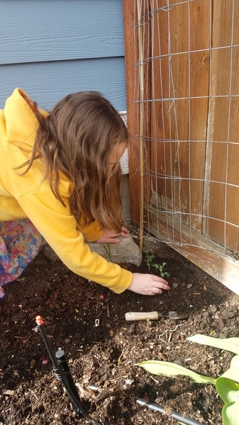 Planting Peas