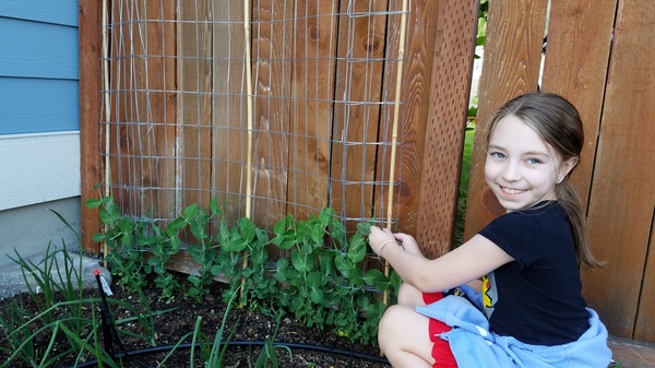 Garden Peas
