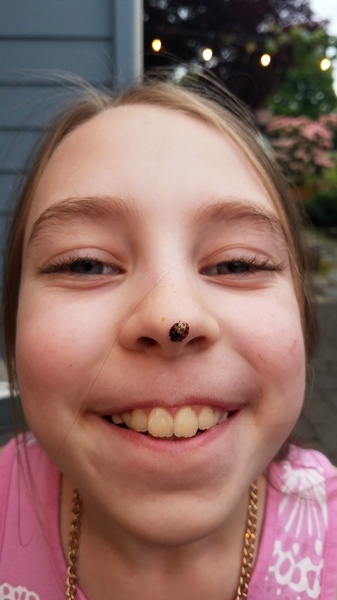 Ladybug